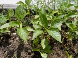 تصویر 4 از نشا فلفل دلمه‌ ای زرد و نارنجی صادراتی